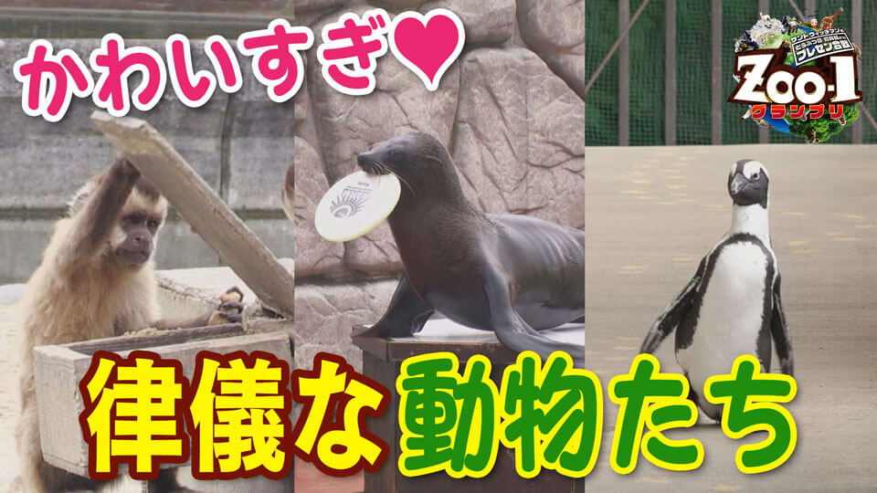 律義な動物たち