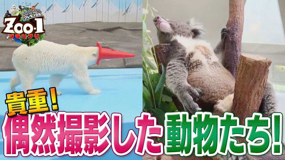 偶然撮影した動物たち！