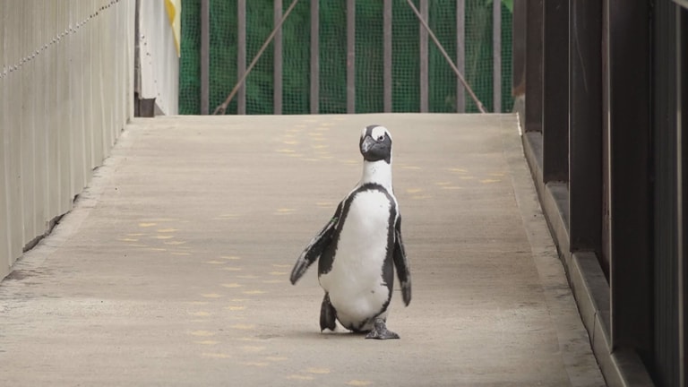 何があっても律義に近寄って来てくれるペンギン