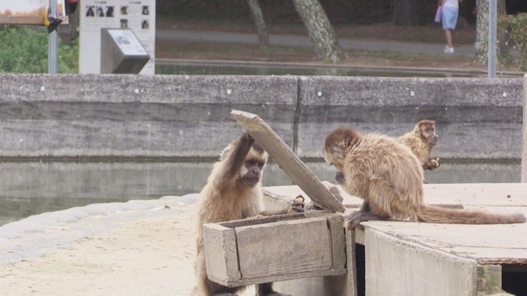 律義に飼育員さんの手間を省くフサオマキザル