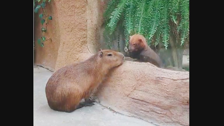 天敵の前なのに余裕のカピバラ