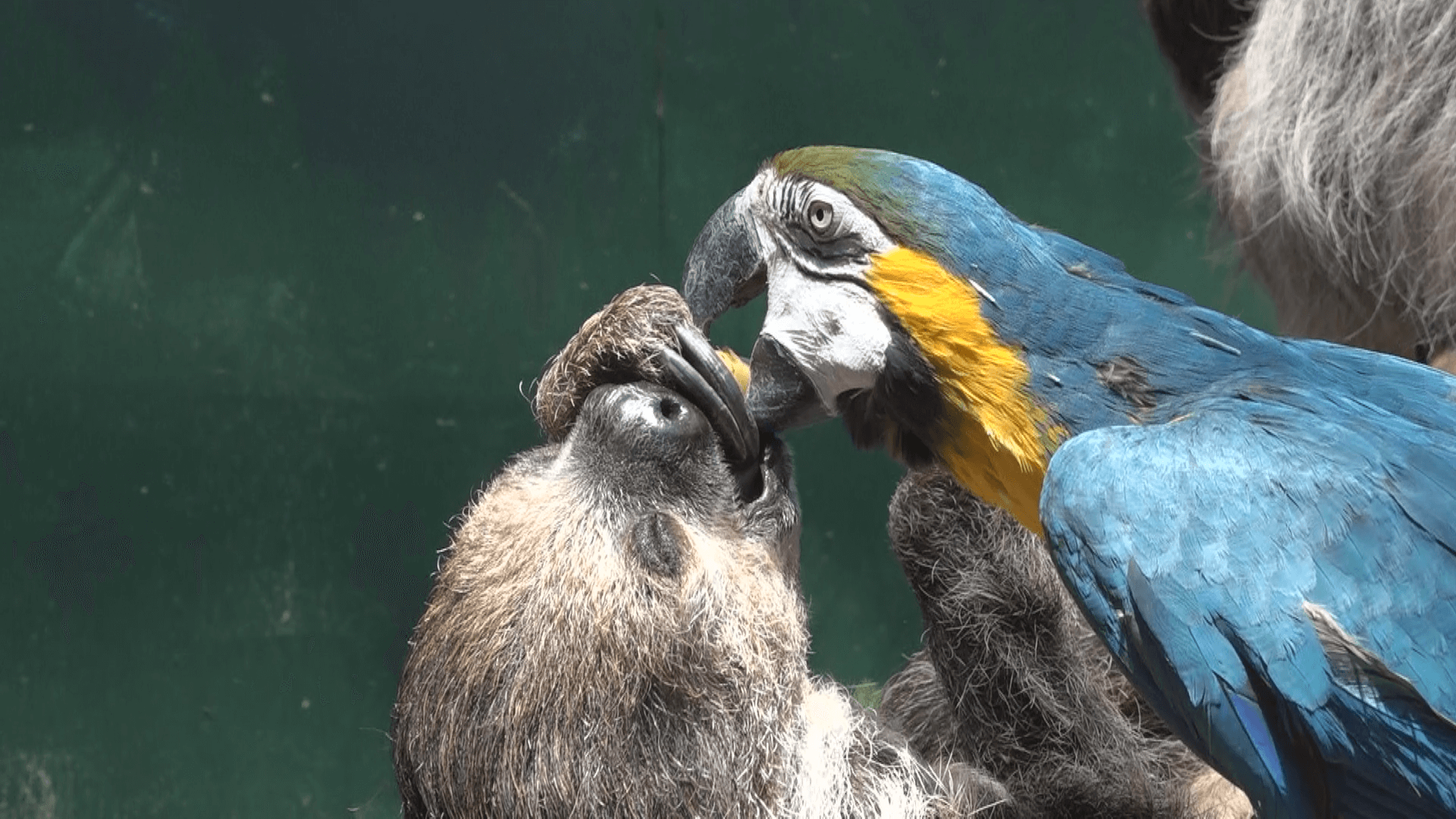 ガキ大将みたいなルリコンゴウインコ