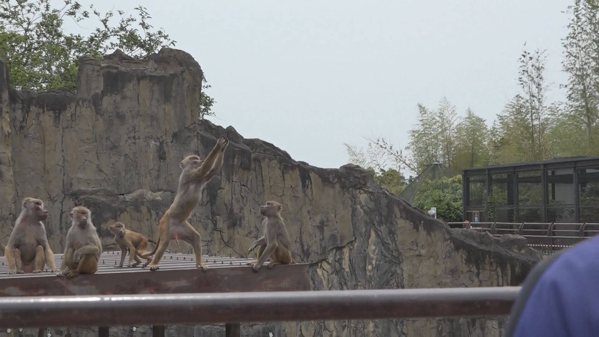 野球部顔負けのキャッチをするマントヒヒ