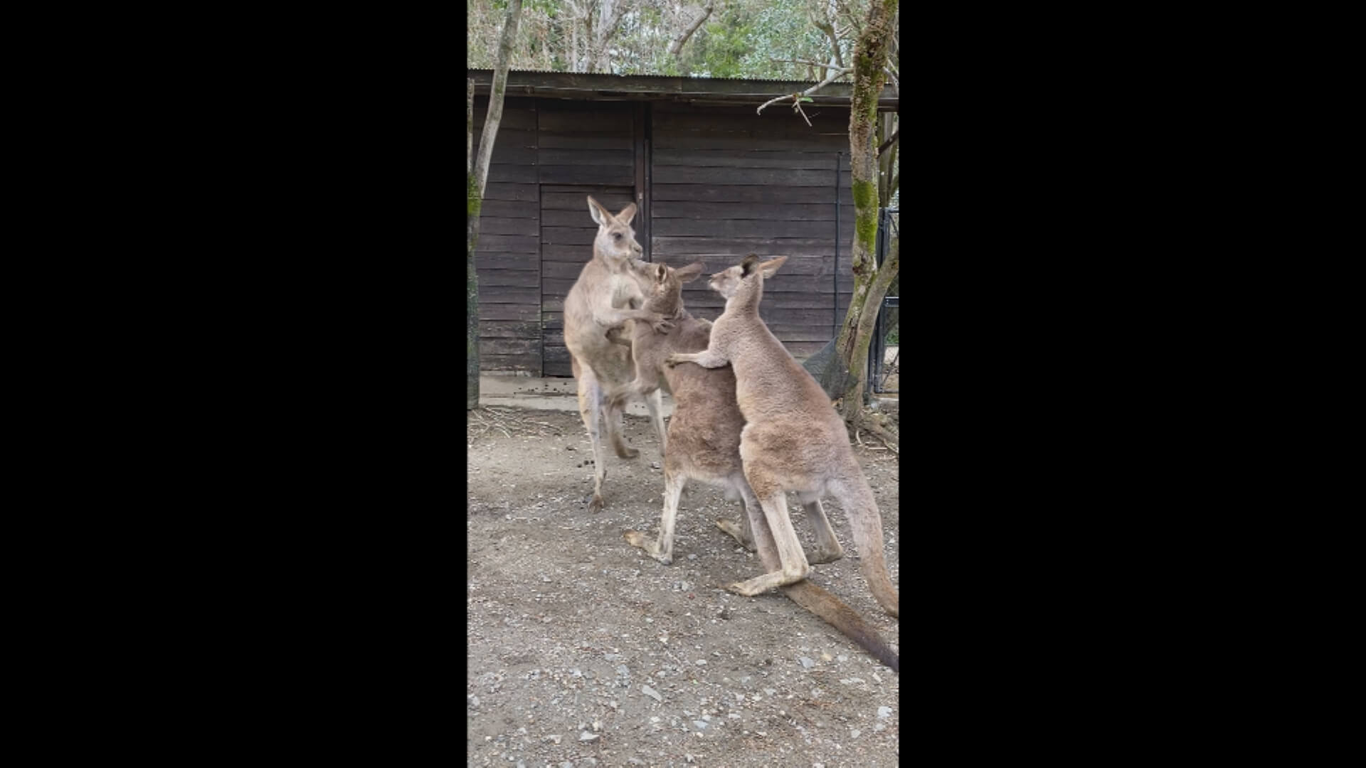 お巡りさんのように正義感が強いオオカンガルー