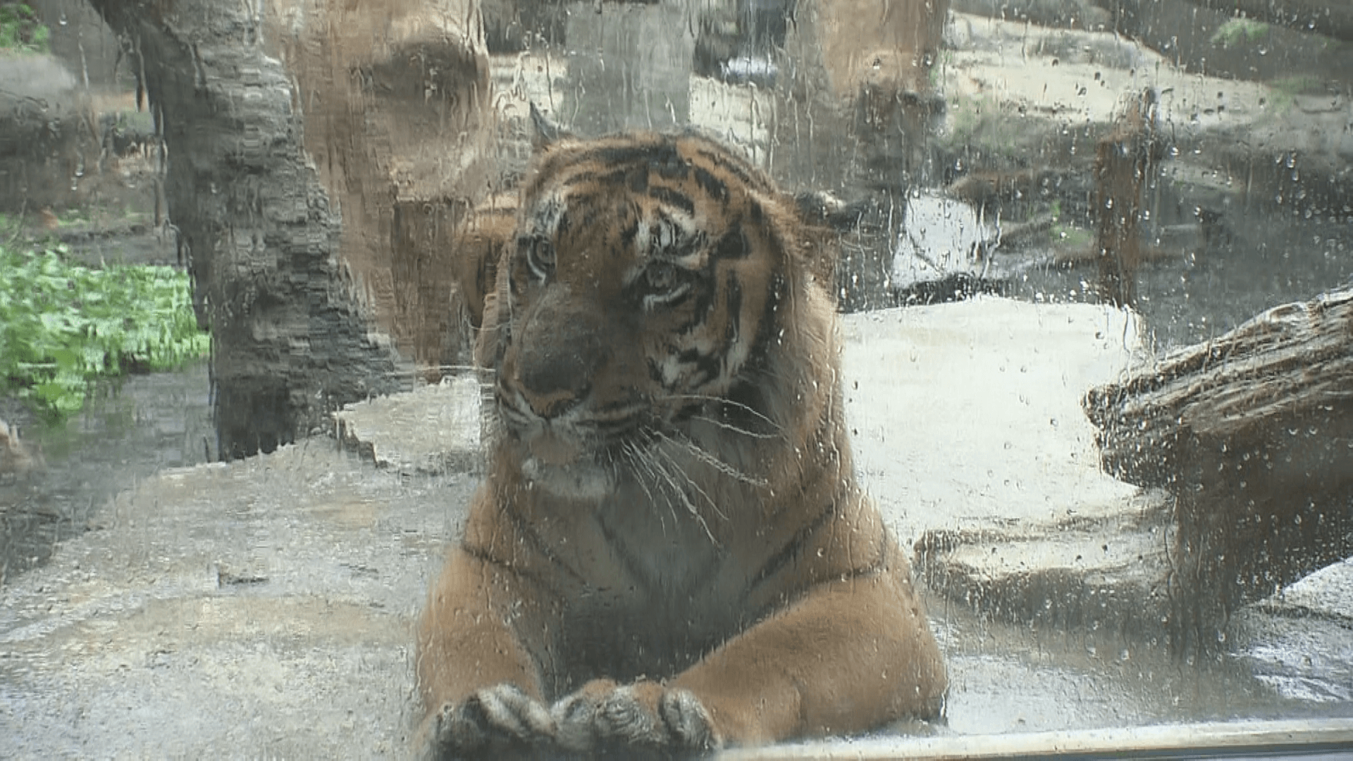 ジャングルの大豪邸に住む　パンプ