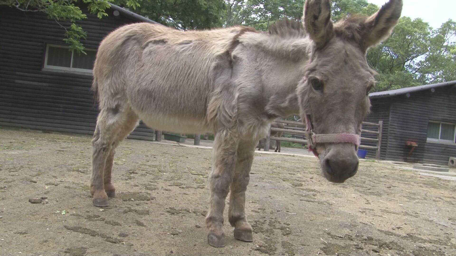 おならをしながら鳴いて近づいてくるロバ